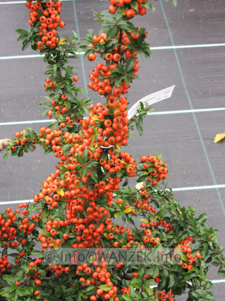 Pyracantha Teton 03 mit Beeren.JPG